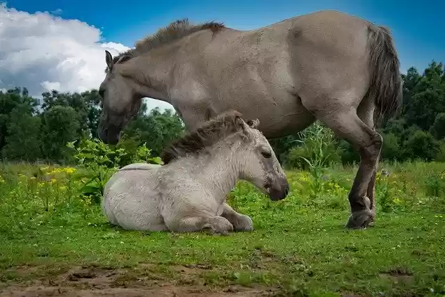 Free download horse foal mare equidae free picture to be edited with GIMP free online image editor