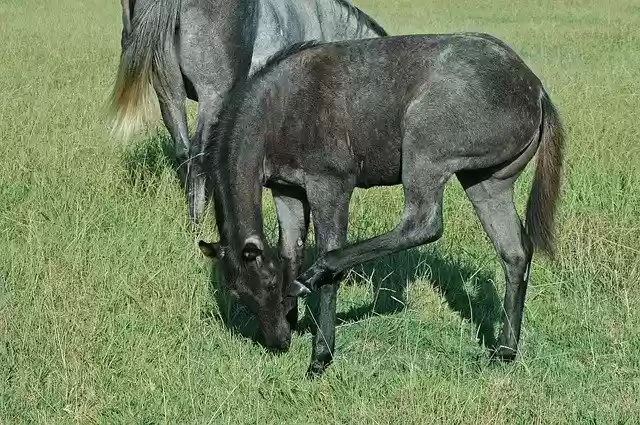 Free download Horse Foal Pasture -  free photo or picture to be edited with GIMP online image editor