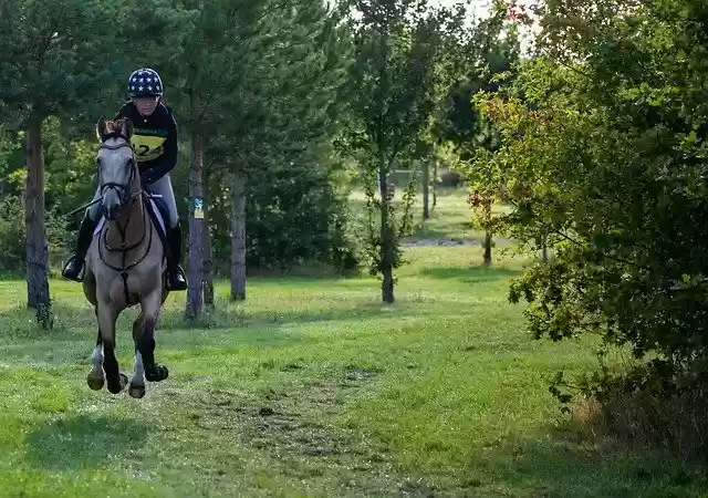 Free download Horse Galloping Gallop Uk -  free photo or picture to be edited with GIMP online image editor