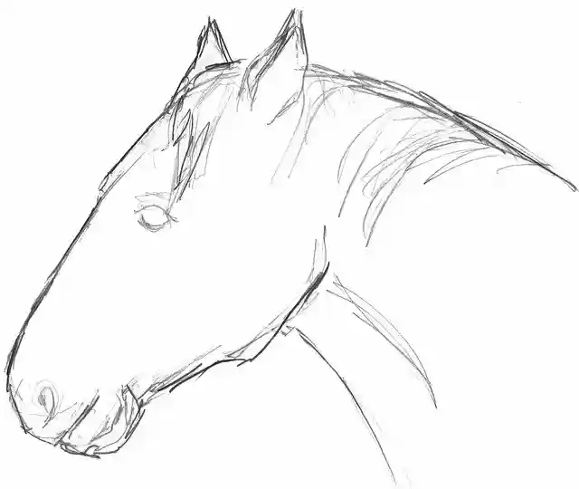 Free download Horse Head Animal -  free free photo or picture to be edited with GIMP online image editor