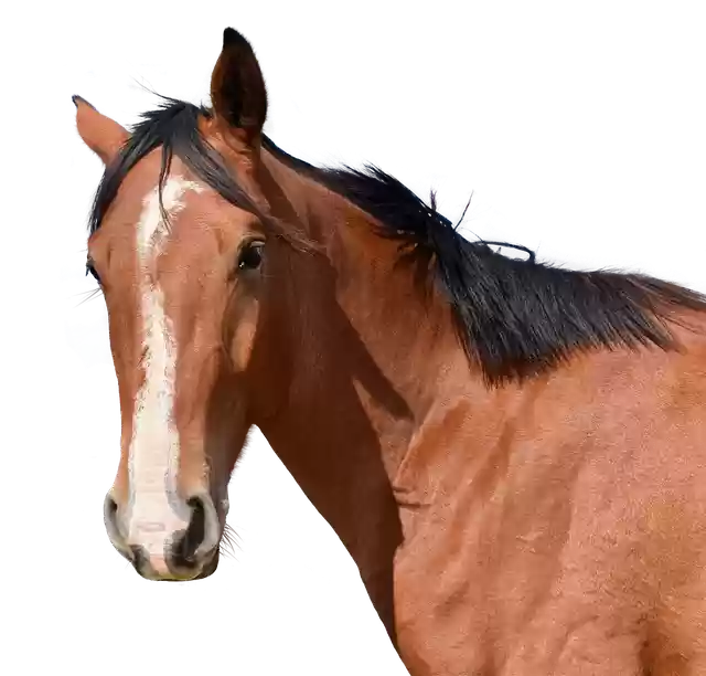 Free download Horse Head Animal Free -  free free photo or picture to be edited with GIMP online image editor