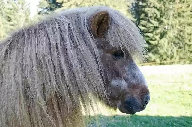 Free download Horse Head Forest -  free photo or picture to be edited with GIMP online image editor