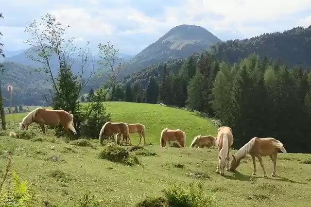 Free download Horse Horses Animal free photo template to be edited with GIMP online image editor