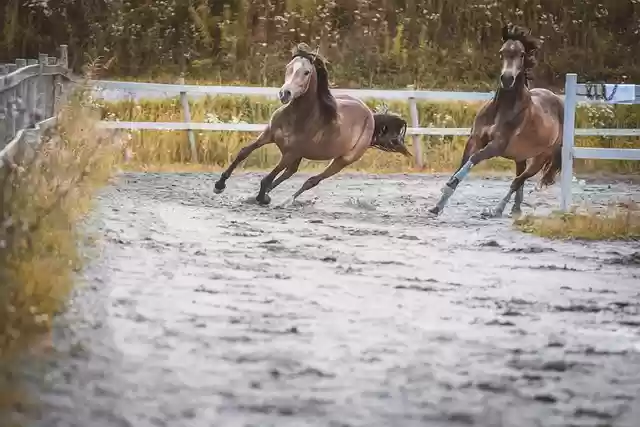Free download horse horses animals ponies free picture to be edited with GIMP free online image editor