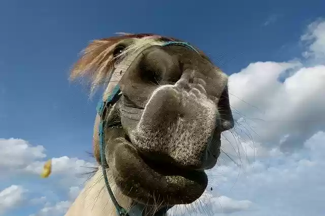 Free download Horse Horses Mouth Nostrils -  free free photo or picture to be edited with GIMP online image editor
