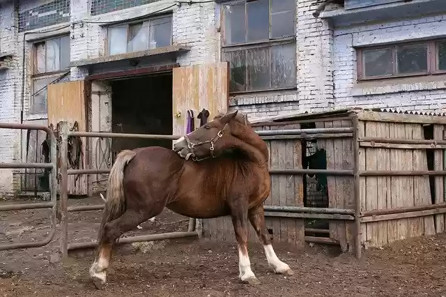 Free download Horse Itches Mare Tickled -  free free photo or picture to be edited with GIMP online image editor