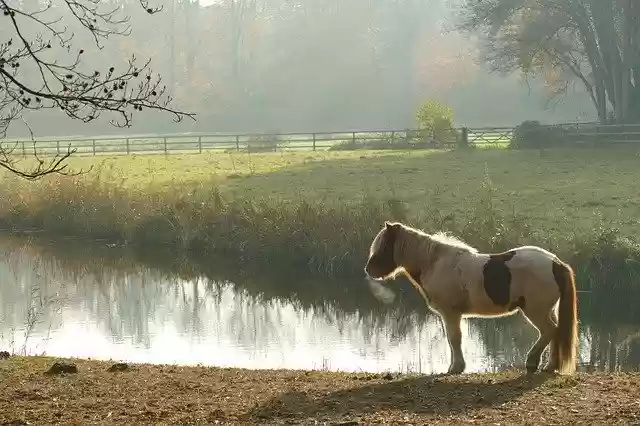 Free download Horse Mammal Fauna Farm -  free free photo or picture to be edited with GIMP online image editor