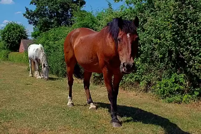 Free download Horse Mammal Grass -  free photo or picture to be edited with GIMP online image editor