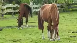 Free download Horse Mare Offspring Grazing -  free video to be edited with OpenShot online video editor