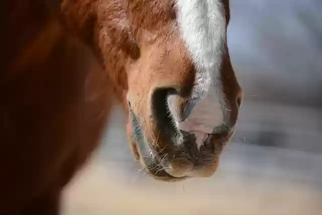 Free download horse muzzle animal nature gelding free picture to be edited with GIMP free online image editor