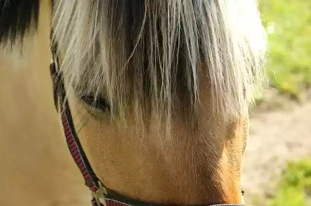 Free download Horse Natural Expensive -  free photo or picture to be edited with GIMP online image editor