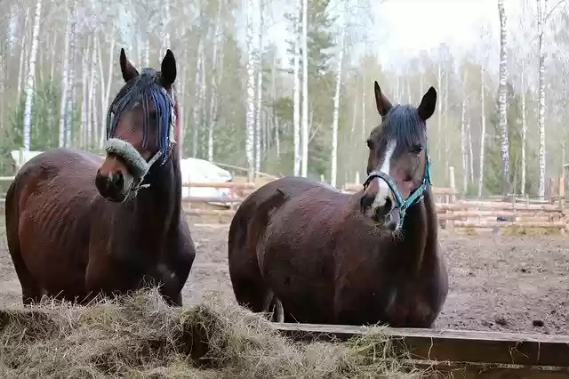 Free download Horse Nature Horses -  free photo or picture to be edited with GIMP online image editor
