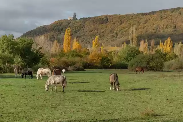 Free download horse pasture grating ranch quiet free picture to be edited with GIMP free online image editor