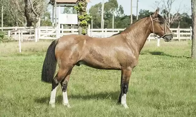 Free download Horse Pingo Creole -  free photo or picture to be edited with GIMP online image editor