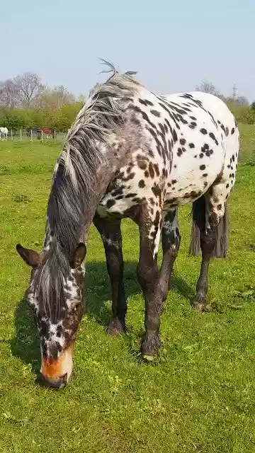 Free download Horse Pony Animals -  free photo or picture to be edited with GIMP online image editor