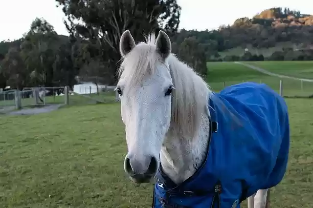 Free download Horse Pony Australian -  free photo or picture to be edited with GIMP online image editor