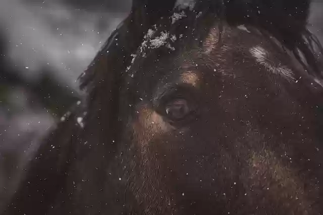 Free download horse pony eye winter head animal free picture to be edited with GIMP free online image editor