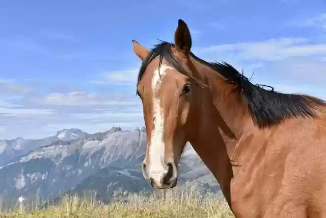 Free download horse portrait equine bay horse free picture to be edited with GIMP free online image editor