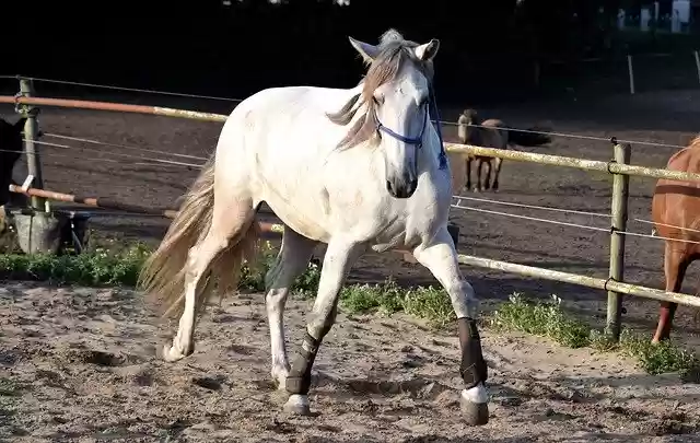 Free download Horse Pre Equine -  free photo or picture to be edited with GIMP online image editor