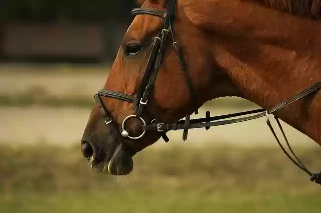 Free download Horse Run Beautiful -  free photo or picture to be edited with GIMP online image editor