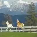 Horses  screen for extension Chrome web store in OffiDocs Chromium