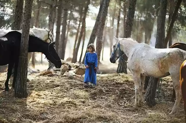 Free download Horses Animal Baby -  free photo or picture to be edited with GIMP online image editor