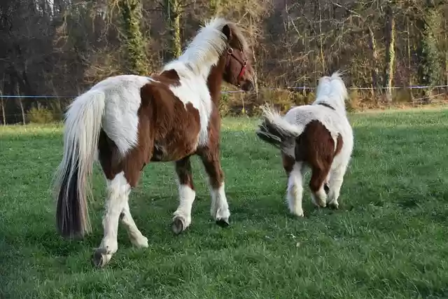 Free download horses equines run pony free picture to be edited with GIMP free online image editor