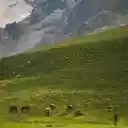 Horses Grazing on a Verdant Pasture  screen for extension Chrome web store in OffiDocs Chromium