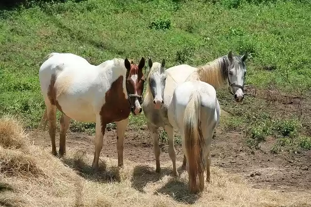 Free download Horses Horse Mare -  free photo or picture to be edited with GIMP online image editor