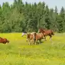 Horses in the middle of the flower forest  screen for extension Chrome web store in OffiDocs Chromium