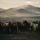 Horses on Field Near Mountains  screen for extension Chrome web store in OffiDocs Chromium
