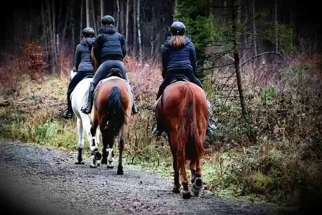 Free download horses riding horses equestrian free picture to be edited with GIMP free online image editor