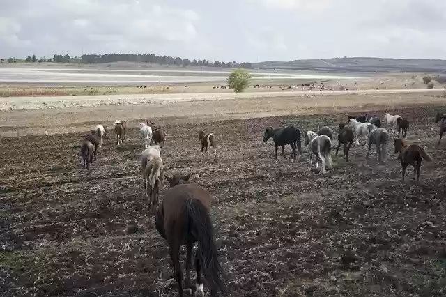 Free download Horses Space Herd -  free free photo or picture to be edited with GIMP online image editor