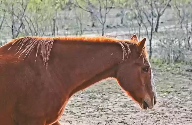 Free download horse stallion equine animal free picture to be edited with GIMP free online image editor