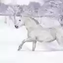 Horses walking on snow  screen for extension Chrome web store in OffiDocs Chromium
