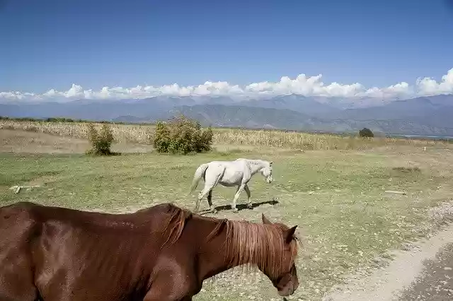 Kostenloser Download Horses Wild Nature - kostenloses kostenloses Foto oder Bild zur Bearbeitung mit GIMP Online-Bildbearbeitung