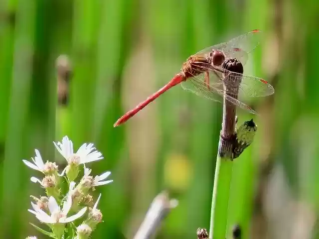 Free download Horsetail Aster Nature -  free photo or picture to be edited with GIMP online image editor