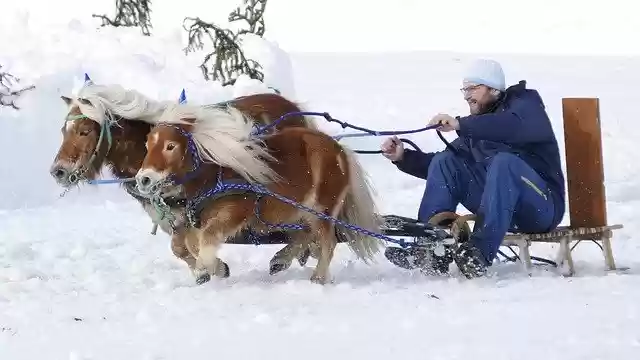 Free download Horse Winter Snow -  free photo or picture to be edited with GIMP online image editor
