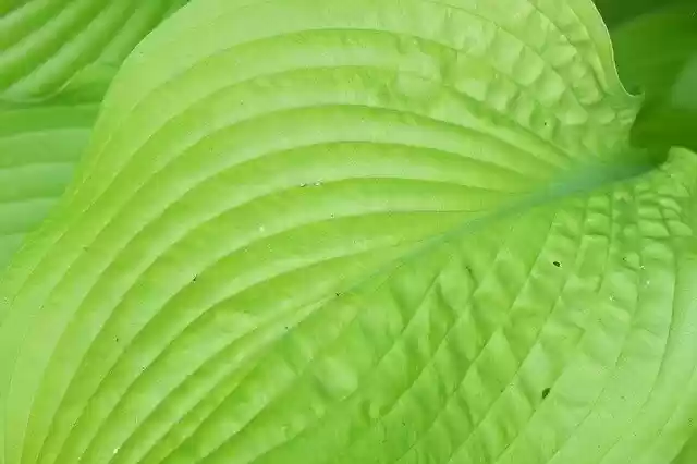 Free download Hosta Leaf Green -  free photo or picture to be edited with GIMP online image editor