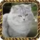 House Cats  screen for extension Chrome web store in OffiDocs Chromium