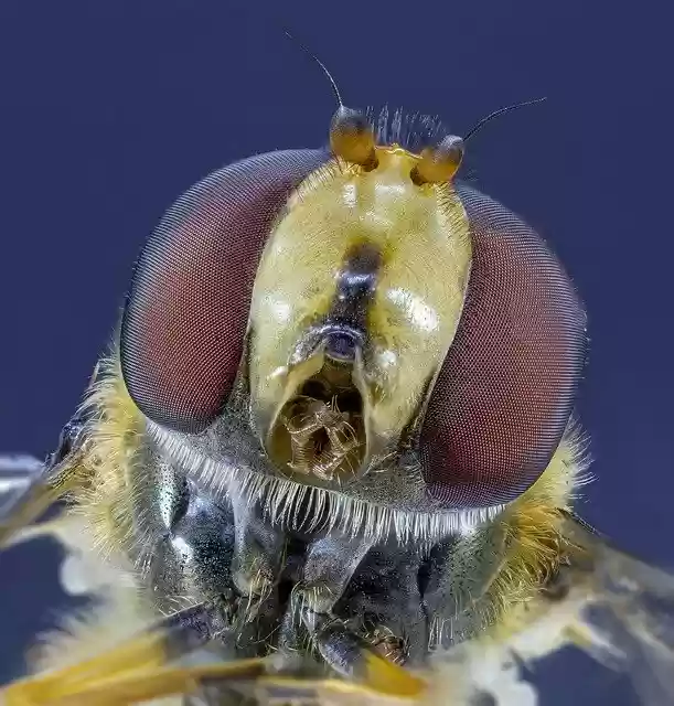 Free download Hoverfly Face Eyes -  free photo or picture to be edited with GIMP online image editor