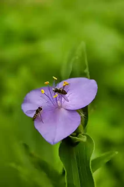Free download Hoverfly Hoverflies Insect -  free photo or picture to be edited with GIMP online image editor