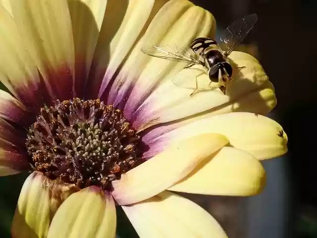 Free download Hover Fly Insect Flower -  free photo or picture to be edited with GIMP online image editor