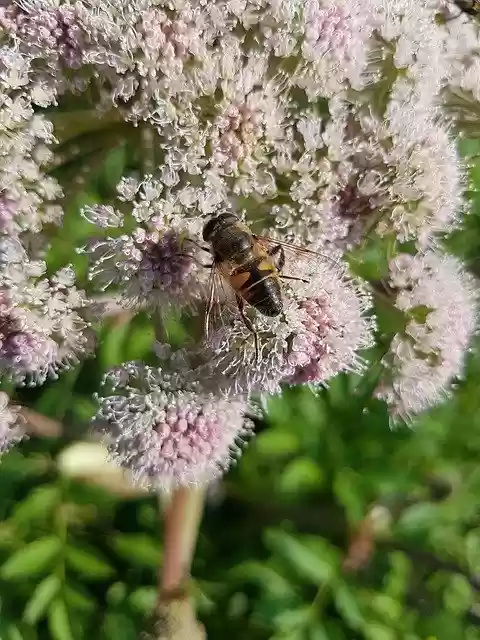 Free download Hoverfly Mist Bee Flight Insect -  free photo or picture to be edited with GIMP online image editor