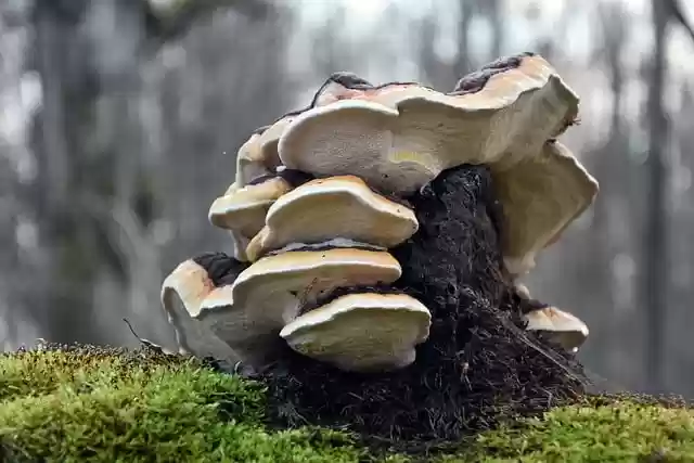 Free download hub mushroom growth forest nature free picture to be edited with GIMP free online image editor