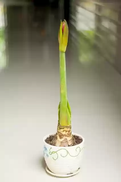 Bezpłatne pobieranie Hue Rolling Female - bezpłatne zdjęcie lub obraz do edycji za pomocą internetowego edytora obrazów GIMP