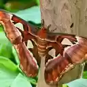 Huge harmless insect  screen for extension Chrome web store in OffiDocs Chromium