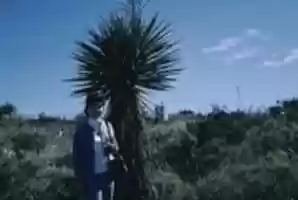 Free download Huge Palm Treet, Woman With free photo or picture to be edited with GIMP online image editor
