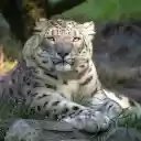 Huge white tiger  screen for extension Chrome web store in OffiDocs Chromium