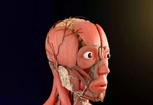 Free download human anatomy biology nervous system free picture to be edited with GIMP free online image editor